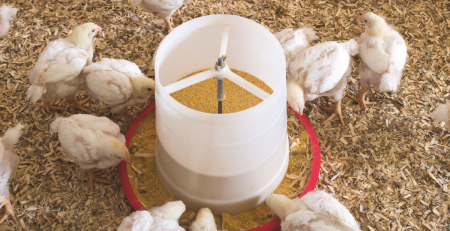 chickens around a feeder