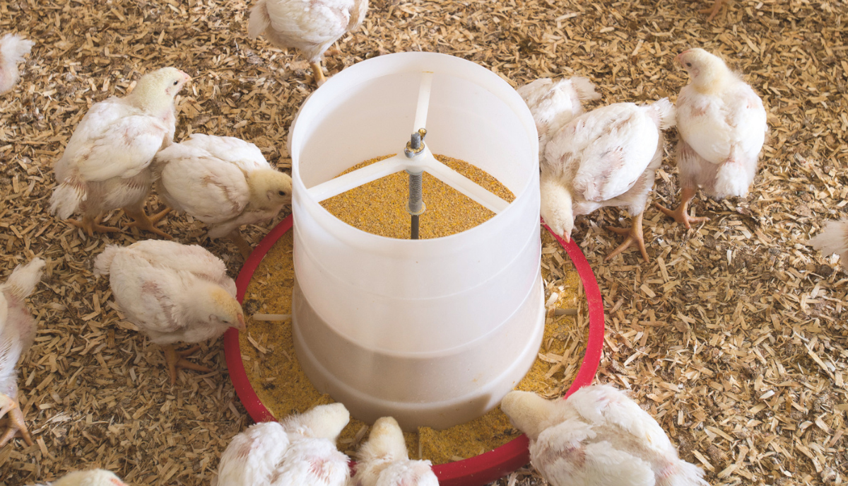 chickens around a feeder