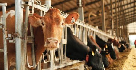 dairy cows in a barn