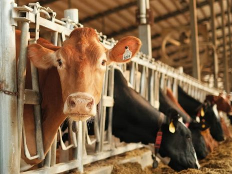 dairy cows in a barn