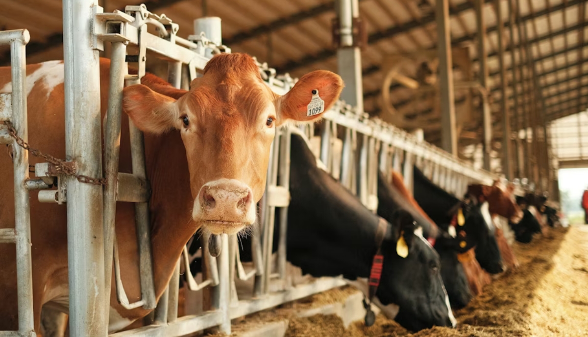 dairy cows in a barn