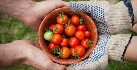 two pairs of hands holding a bowl of tomatoes