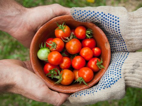 two pairs of hands holding a bowl of tomatoes