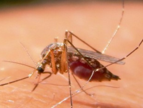 a mosquito on human skin