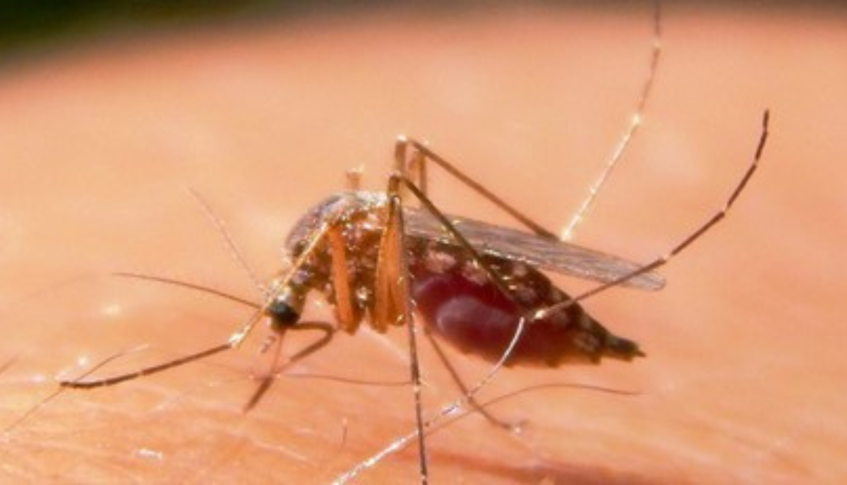 a mosquito on human skin