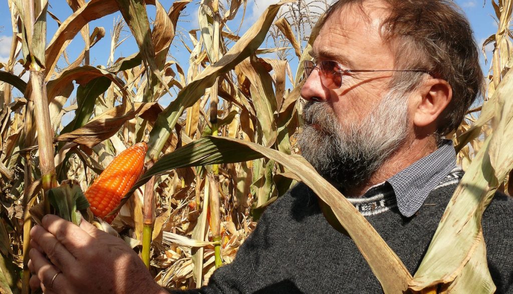 researcher looking at orange corn on the stalk
