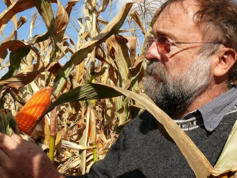 researcher looking at orange corn on the stalk