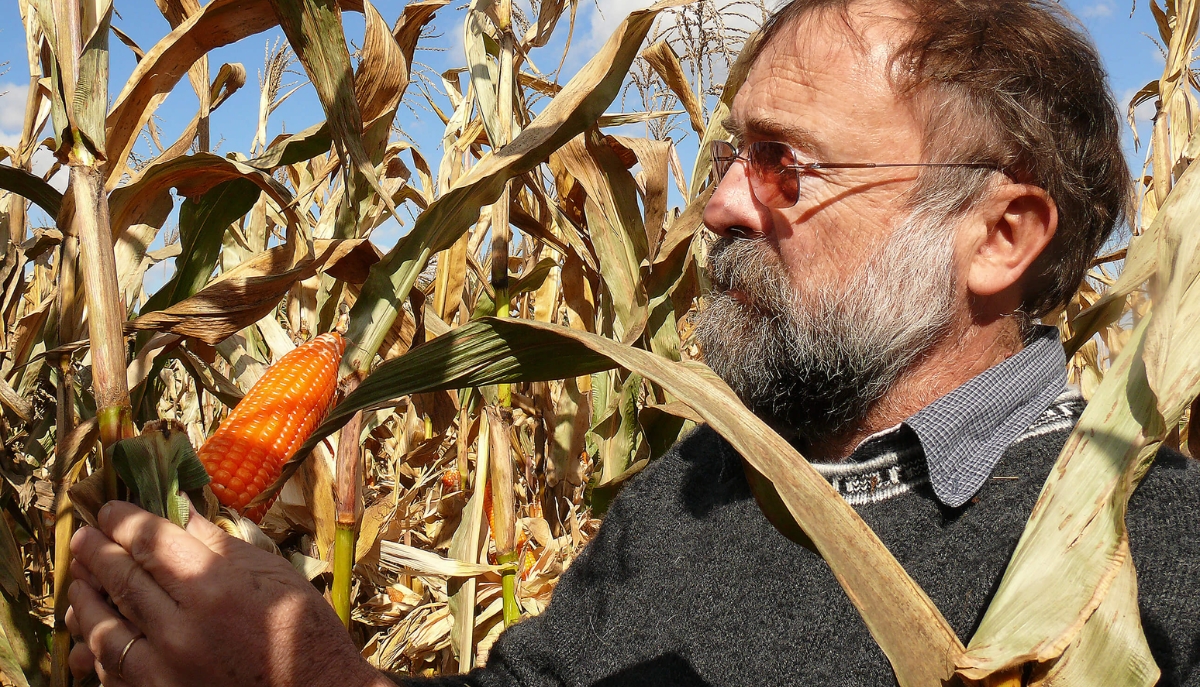 researcher looking at orange corn on the stalk