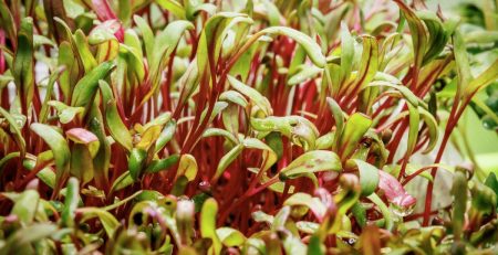 microgreens