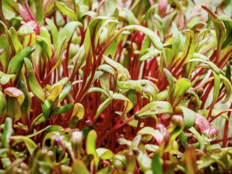 microgreens