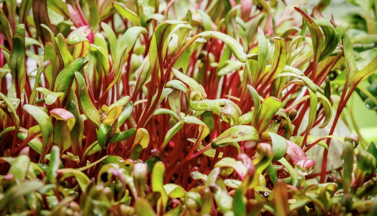 microgreens