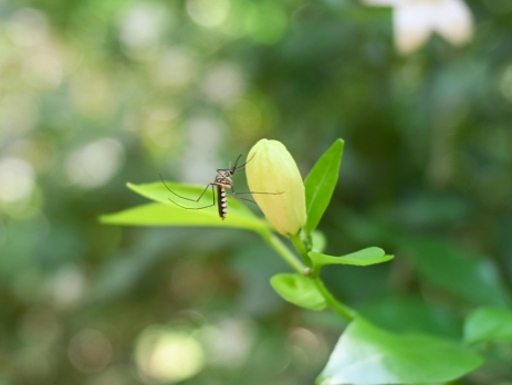 a mosquito on a flower