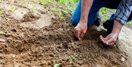 closeup on hands planting seeds in a garden plot
