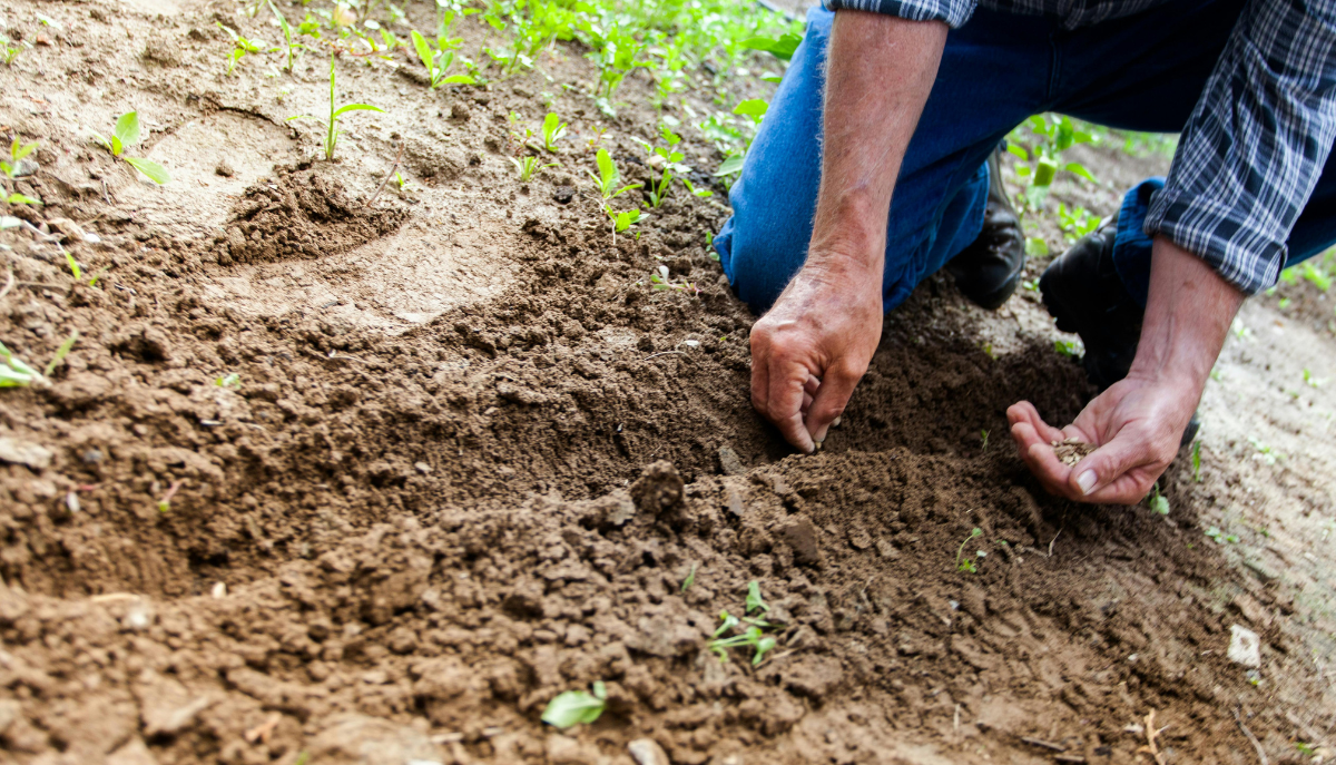 closeup on hands planting seeds in a garden plot
