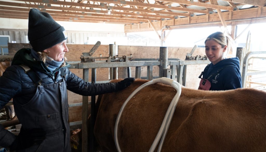 two researchers examine a cow