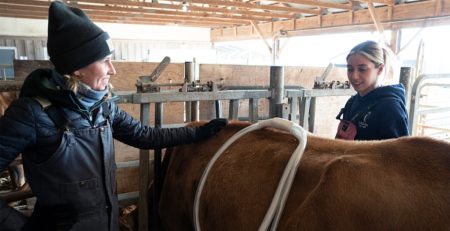 two researchers examine a cow