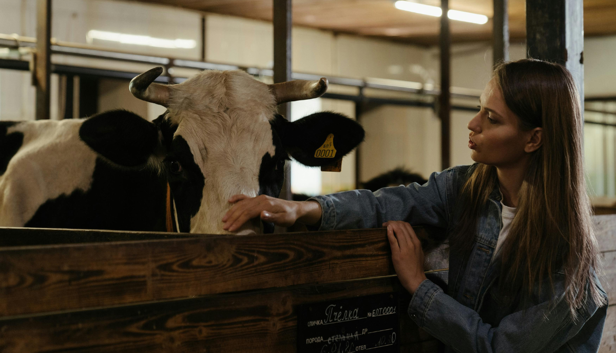 a woman farmer checks on a cow