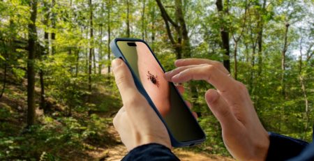 a person looks at a phone screen with a photo of a tick in a wooded area