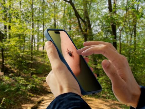 a person looks at a phone screen with a photo of a tick in a wooded area