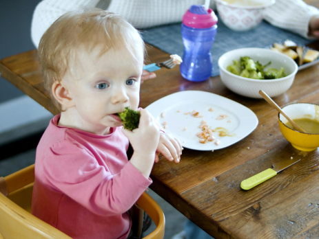 a young child in a highchair eats a piece of broccoli