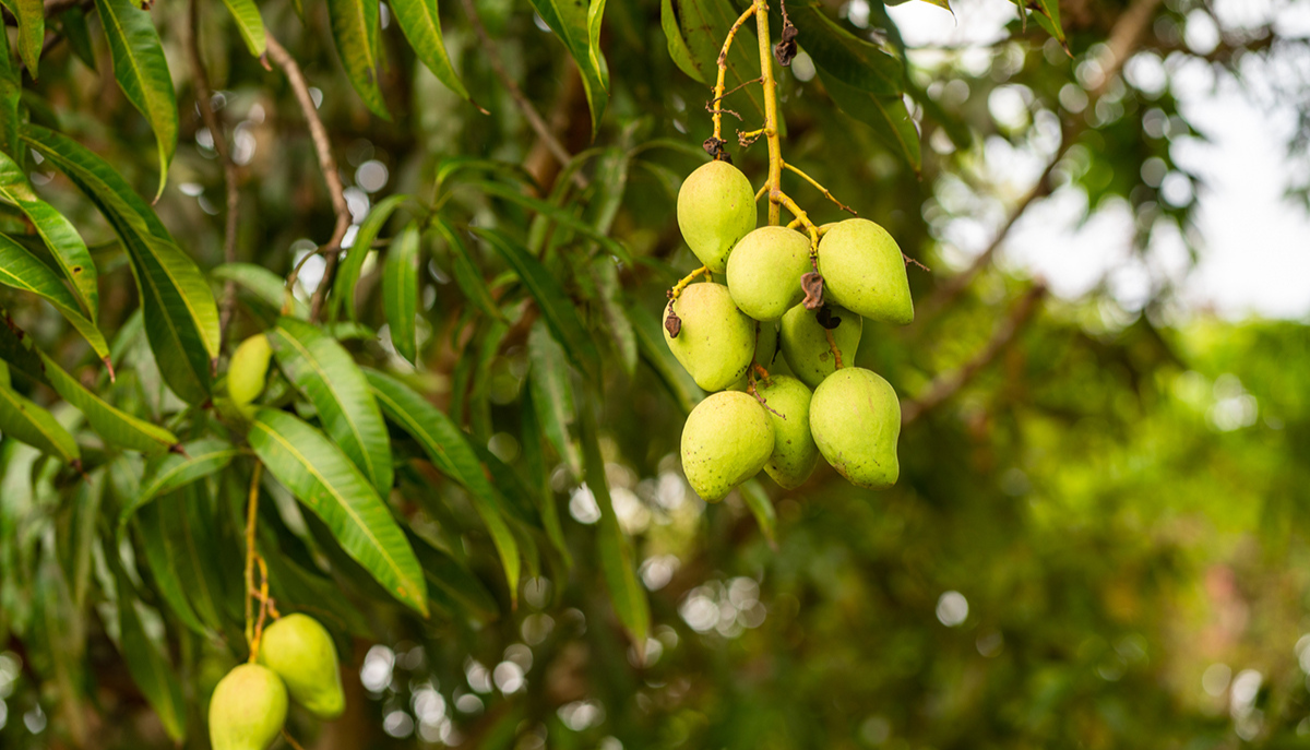 fruit growing on a tree