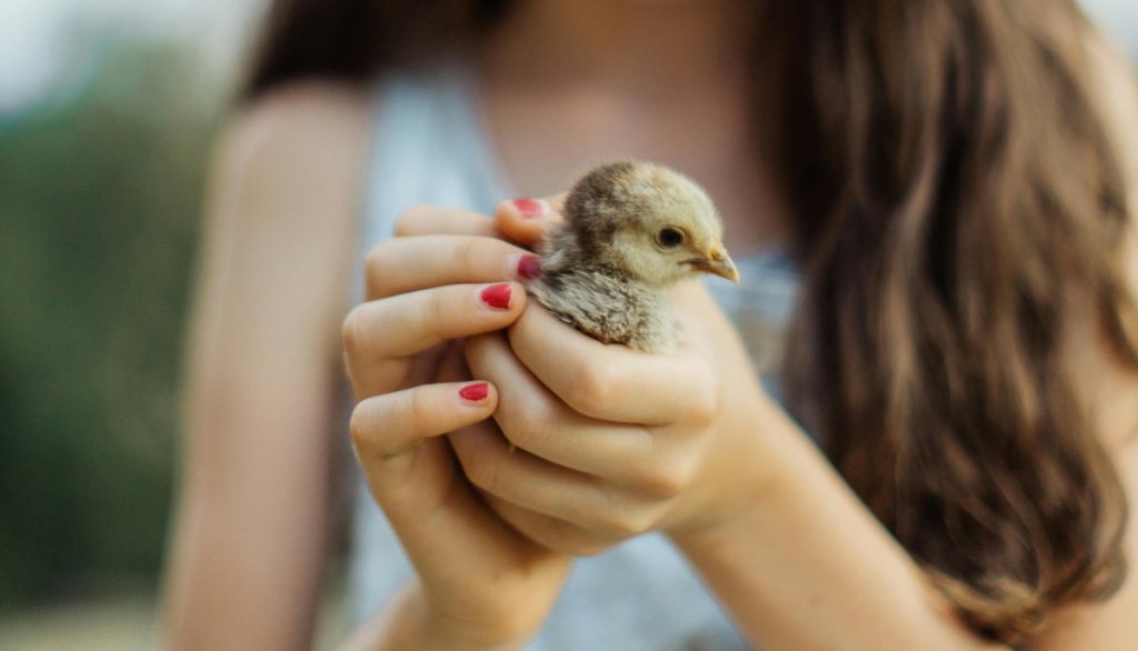a young girl holds a chick