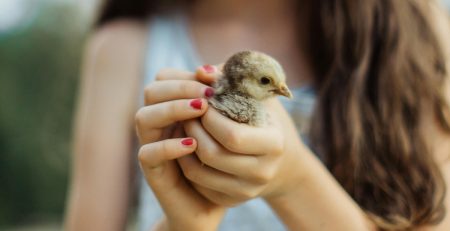 a young girl holds a chick