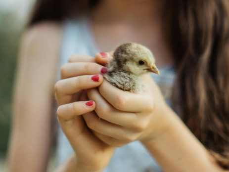 a young girl holds a chick