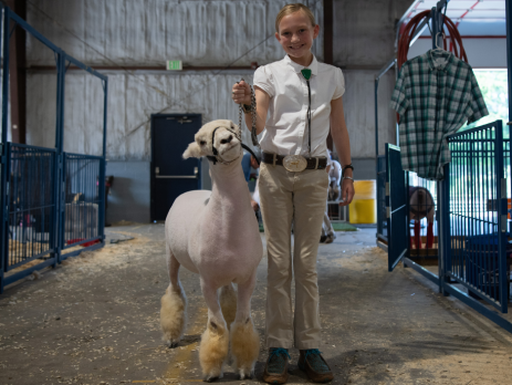 a 4-H participant smiles next to her show sheep