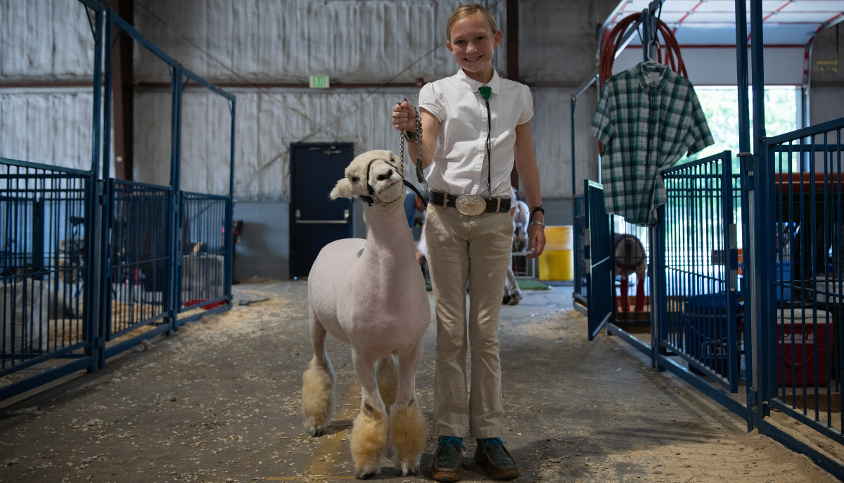 a 4-H participant smiles next to her show sheep