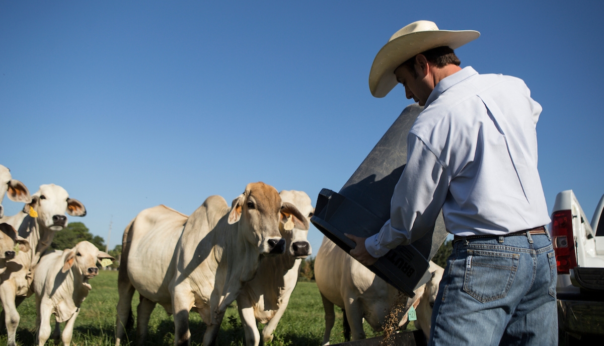 Farmer spreading feed for cattle