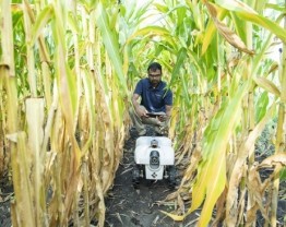 A researcher uses remote control to drive a small robot between rows of corn.
