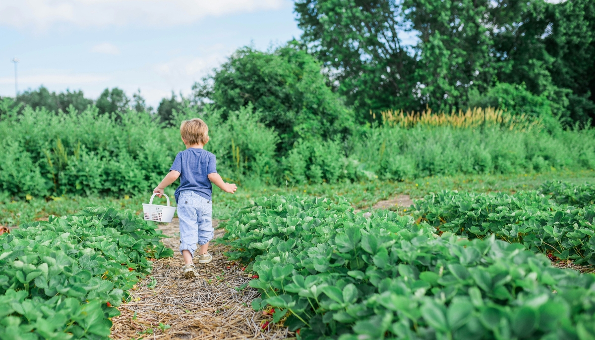 young child walking in strawberry patch